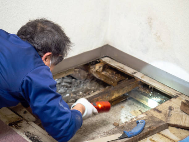 Best Residential Mold Removal  in Hainesvle, IL