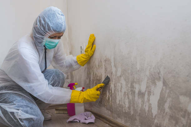 Best Professional Mold Removal  in Hainesvle, IL