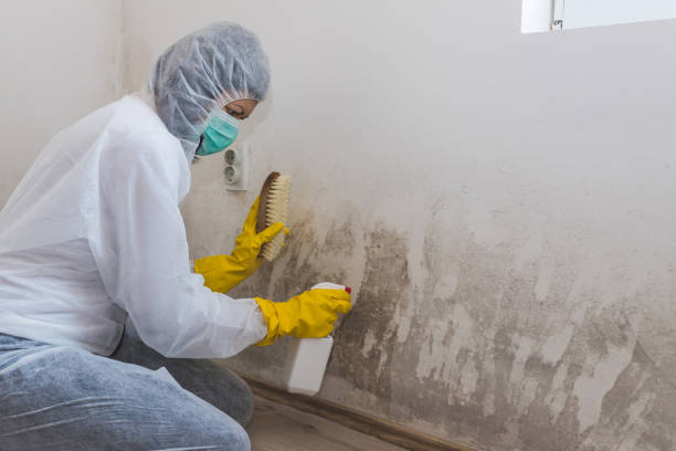Best Mold Removal Company Near Me  in Hainesvle, IL