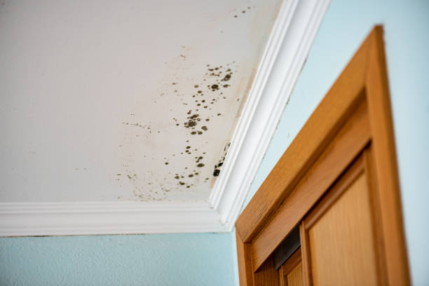 Best Emergency Mold Removal  in Hainesvle, IL