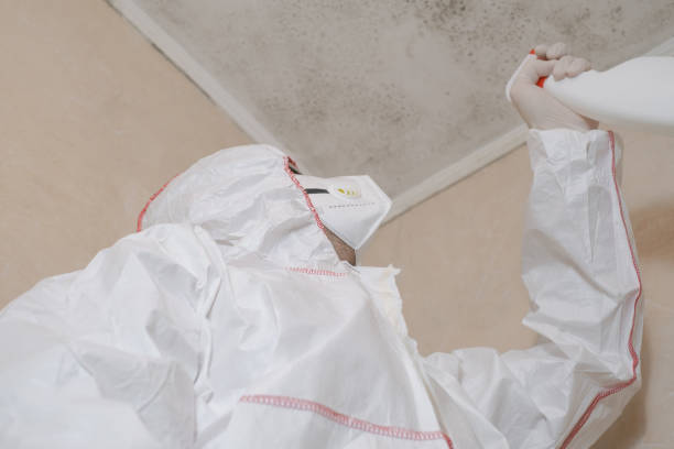 Best Mold Removal and Inspection  in Hainesvle, IL