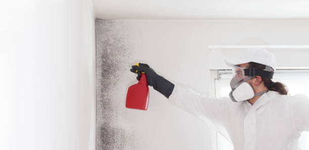 Best Mold Remediation Services  in Hainesvle, IL