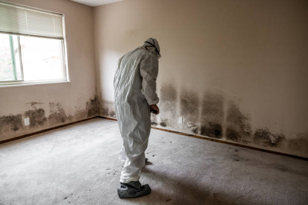 Best Fast Mold Removal  in Hainesvle, IL