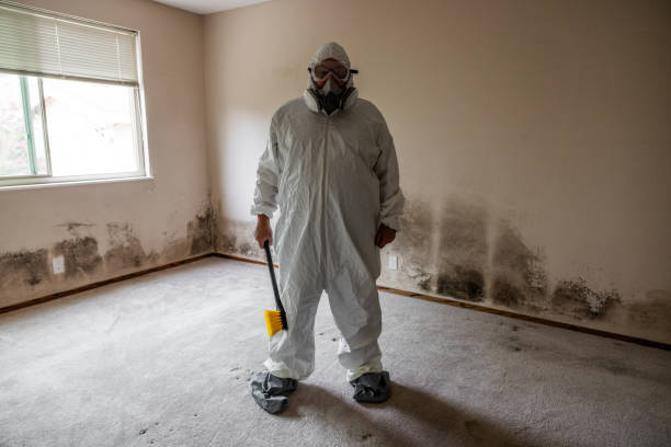 Best Certified Mold Removal  in Hainesvle, IL