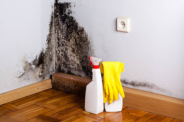 Best Home Mold Removal  in Hainesvle, IL
