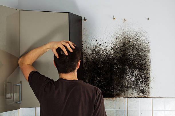 Best Office Mold Removal Services  in Hainesvle, IL