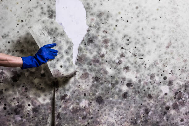 Mold Removal and Inspection in Hainesville, IL