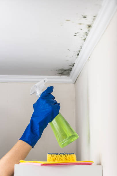 Best Mold Testing  in Hainesvle, IL