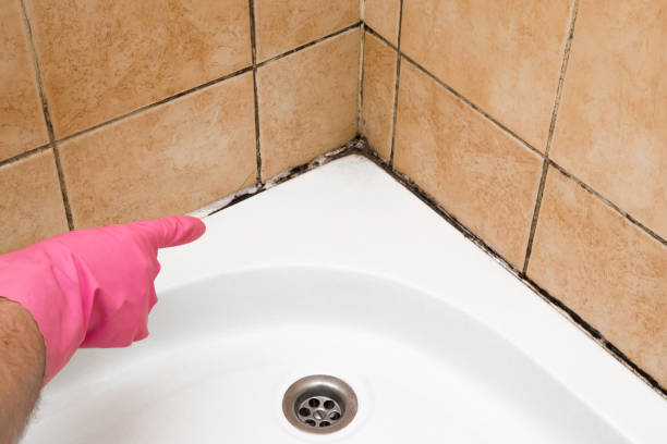 Best Attic Mold Removal  in Hainesvle, IL