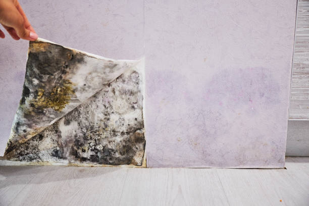 Office Mold Removal Services in Hainesville, IL
